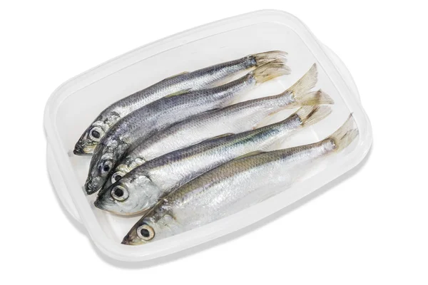 Several sprats in transparent plastic tray — Stockfoto