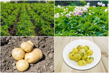 Patates.
