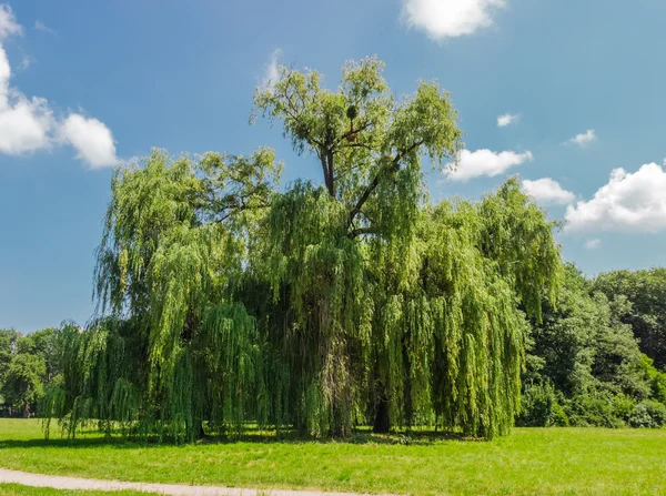 公园里的老柳树 — 图库照片