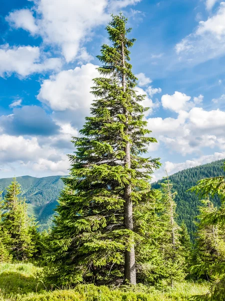 Carpathian fir tree — Stockfoto