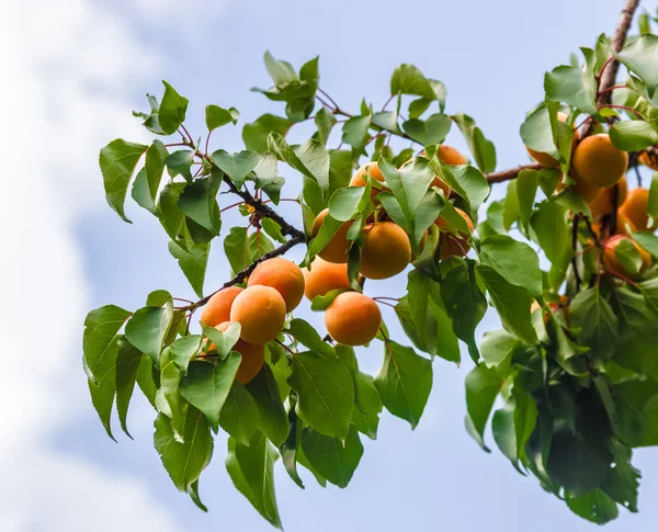 Apricot branch — Stock Photo, Image