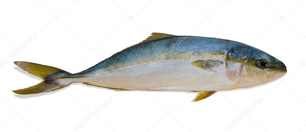 Whole round fish yellowtail