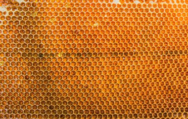 Tatlım closeup ile dolu peteğin