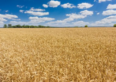 Buğday alan ağaçlar ve bulutlu gökyüzü karşı