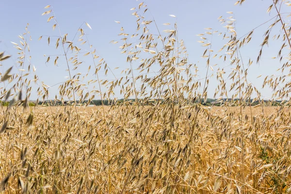 熟した麦のクローズ アップ — ストック写真