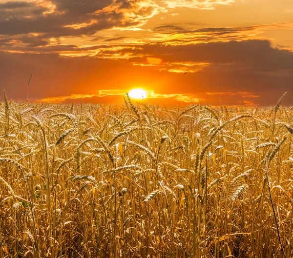 Campo de trigo contra el telón de fondo del sol poniente —  Fotos de Stock