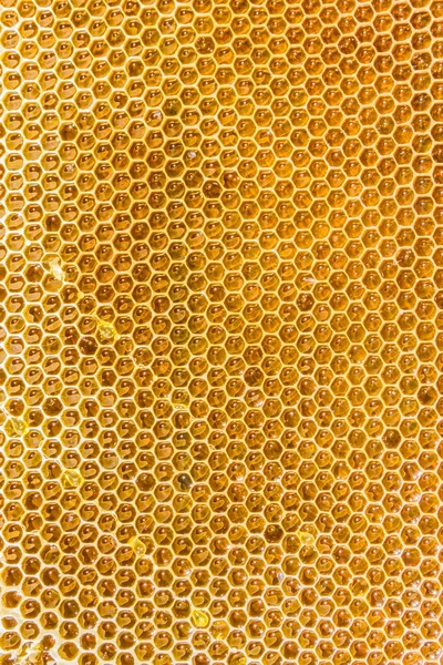 Honeycombs filled with honey closeup — Stock Photo, Image