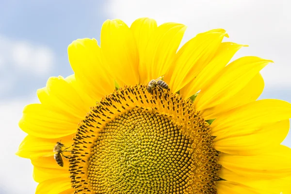 Fragment of a flower sunflower with bees