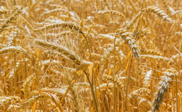 Ripe wheat closeup — Stock Photo, Image