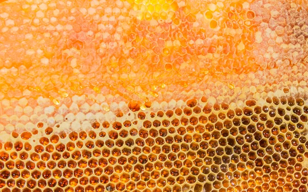 Des nids d'abeilles remplis de miel — Photo