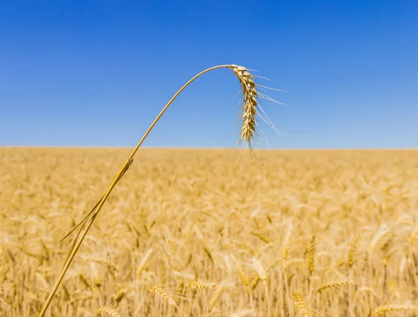 Spikelet of wheat — Stock Photo, Image