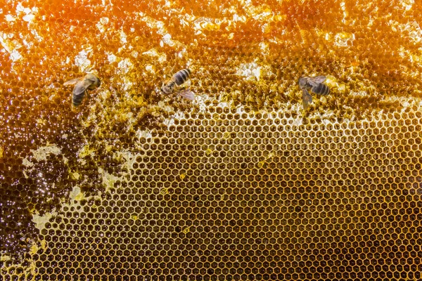 Соты, наполненные медом и пчелами крупным планом — стоковое фото