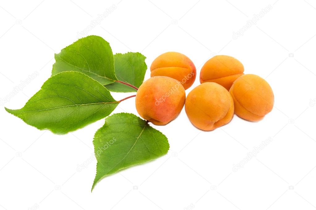 Several ripe apricot and a branch with leaves closeup