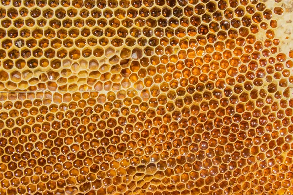 Honungskakor fylld med honung närbild — Stockfoto