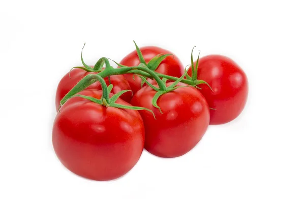 Branch of tomatoes — Stock Photo, Image