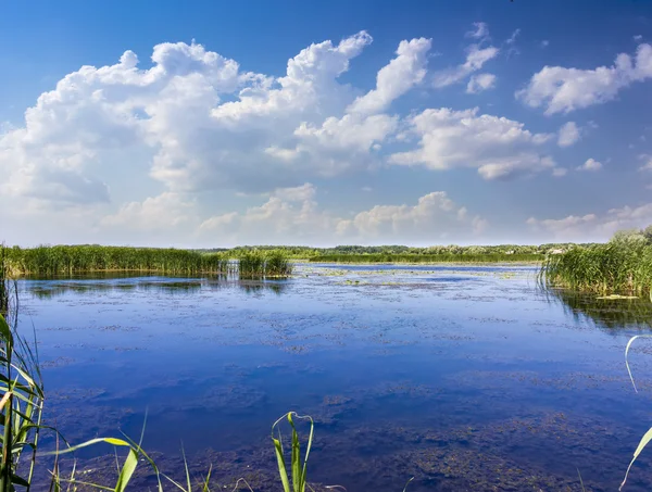 Sazlık ve nilüferler göl