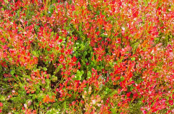 Arbustos de arándanos con hojas rojas de cerca — Foto de Stock