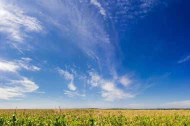 Mısır alanın üzerinde cirrus bulutlar gökyüzü 