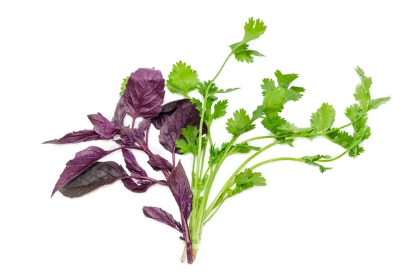 Branches of basil and coriander on a light background — Stock Photo, Image