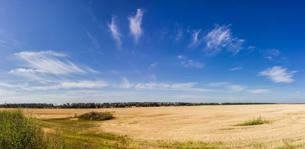 Niebo z chmur cirrus na polu po zbiorach — Zdjęcie stockowe
