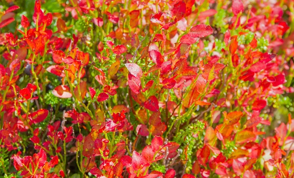 Struiken van blauwe bosbessen met rode bladeren close-up — Stockfoto