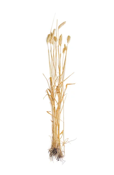 Várias hastes de trigo com espigueta em um fundo claro — Fotografia de Stock