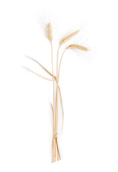 Três hastes de trigo com espigueta em um fundo claro — Fotografia de Stock