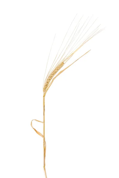 Stem of barley with spikelet on a light background — Stock Photo, Image