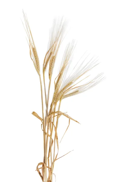 Several stems of barley with spikelet on a light background — Stock Photo, Image