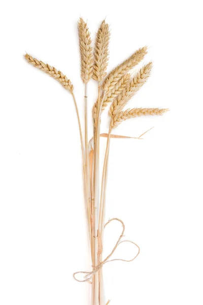 Bunch of wheat ears on a light background — Stock Photo, Image