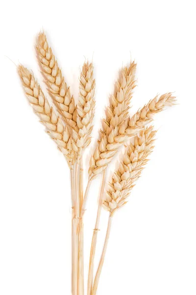 几个穗状浅背景上小麦 — 图库照片