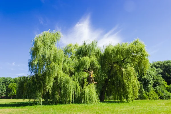 Gamla solitära willow i parken — Stockfoto