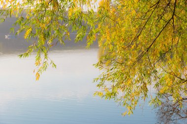 Willow branches with yellowing leaves over the pond
