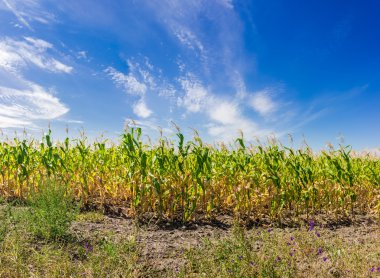 Corn field on the background sky with cirrus clouds