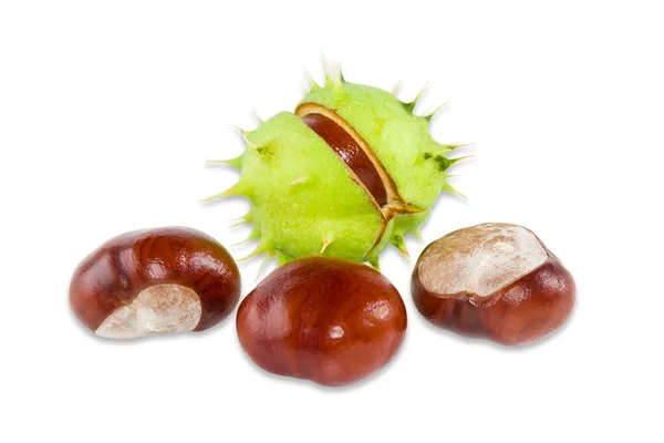 Several conkers on a light background — Stock Photo, Image