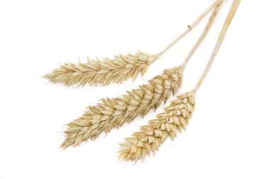 Hafif bir arka plan üzerinde buğday üç sivri