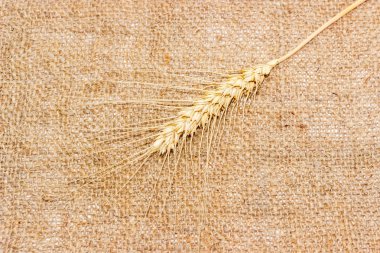 Buğday bir çul üzerinde bir spikelet