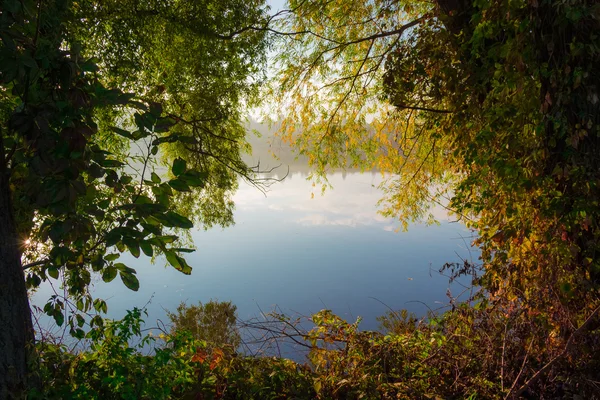 Břeh rybníka se stromy a keře na podzim — Stock fotografie