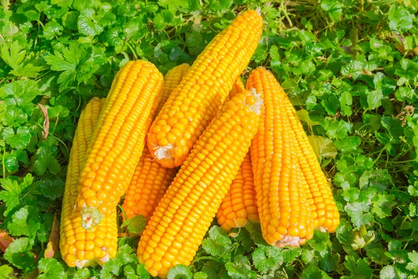 Orelhas de milho maduras no fundo da grama — Fotografia de Stock