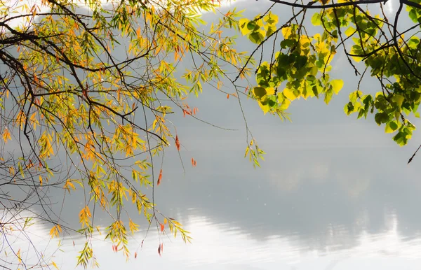 Branches de saule et peuplier sur l'étang automne — Photo