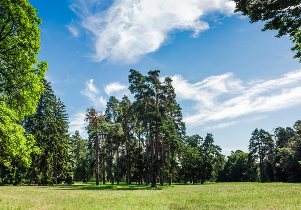 Glade no parque em um dia ensolarado de verão — Fotografia de Stock