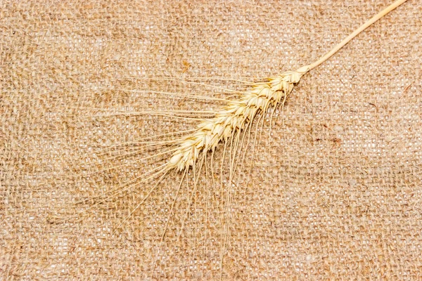 One spikelet of wheat on a sackcloth