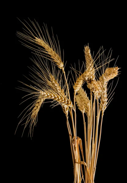 几茎的黑色背景上的小穗小麦 — 图库照片