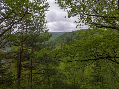 Branches and trunks of different deciduous and coniferous trees growing on mountain slope against the opposite slope in summer overcast day