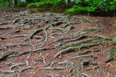Exposed tree roots partially covered with fallen dry needles in a forest on a mountain slope in overcast day