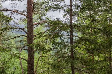 Branches and trunks of different deciduous and coniferous trees growing on mountain slope against the opposite slope in summer overcast day