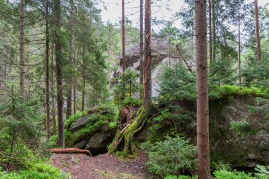 Section of mountain forest with scatterings of big stones and rocks in summer overcast day