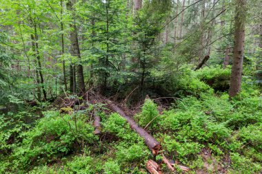 Section of mountain forest with fallen trees and undergrowth of blueberry bushes in summer overcast day
