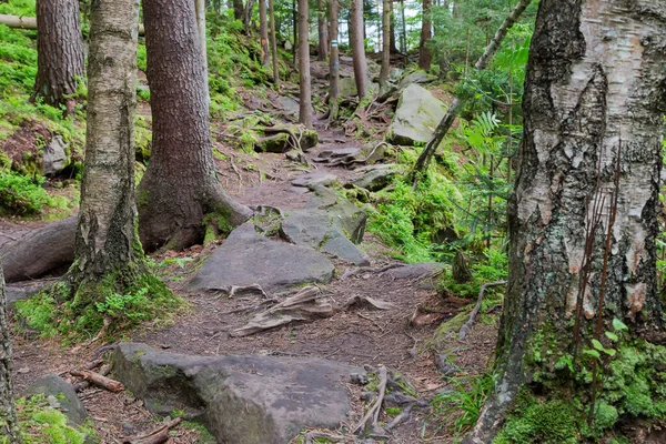 Tourist pathway among the stones and tree roots in forest on mountain slope in summer overcast day