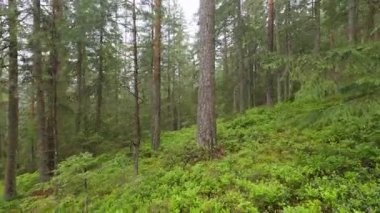 Yağmur sırasında dağlık yaban mersinli orman